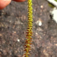 Oberonia weragamaensis Jayaw.